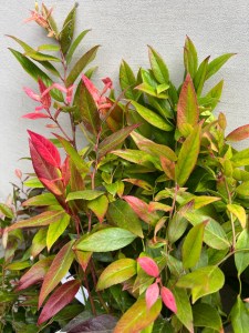 Kiścień Waltera, kiścień wawrzynowy (Leucothoe walteri) 